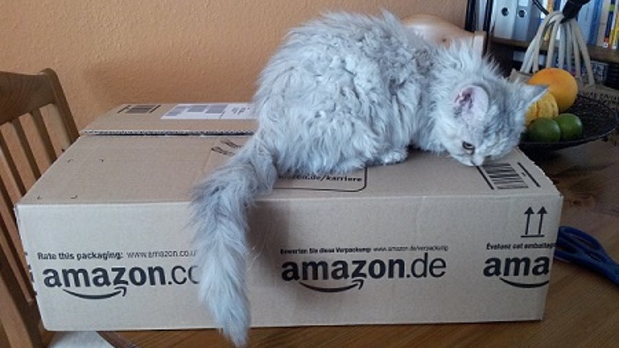 Katze auf Amazon-Karton