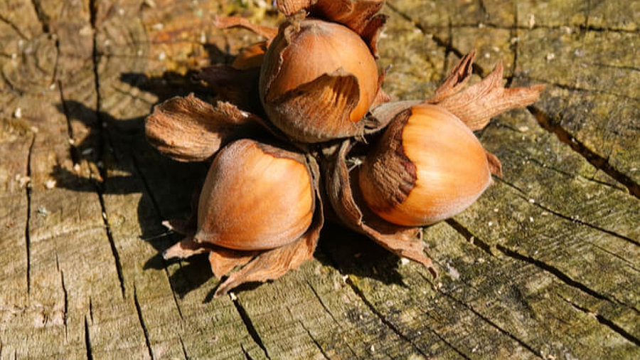 Drei reife Haselnüsse auf einem alten Baumstamm in der Natur.