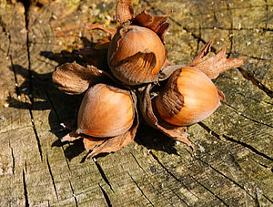 Drei reife Haselnüsse auf einem alten Baumstamm in der Natur.