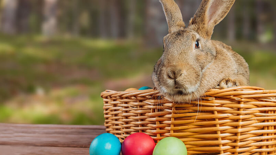 Osterhase und Eier