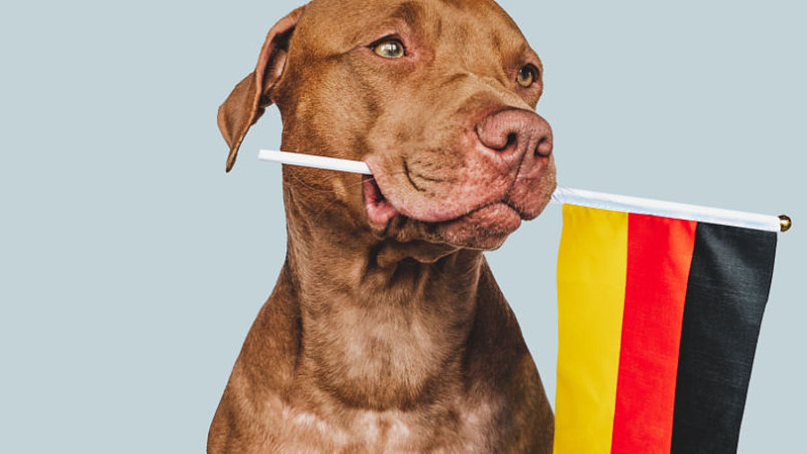 Hund mit Deutschland-Flagge im Maul