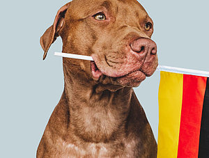 Hund mit Deutschland-Flagge im Maul