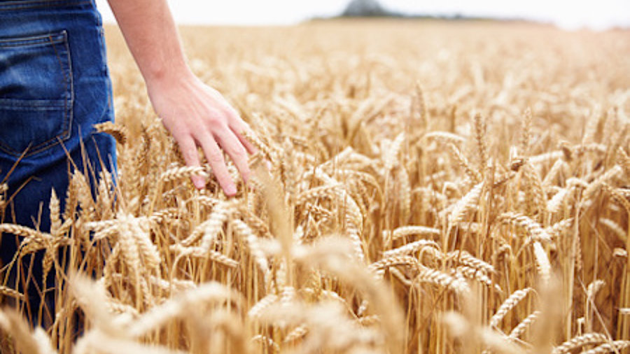 Farmer im Weizenfeld