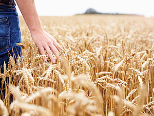 Farmer im Weizenfeld