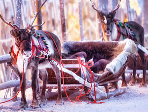 Rentier mit Schlitten im Winterwald