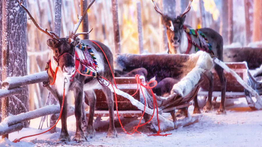 Rentier mit Schlitten im Winterwald