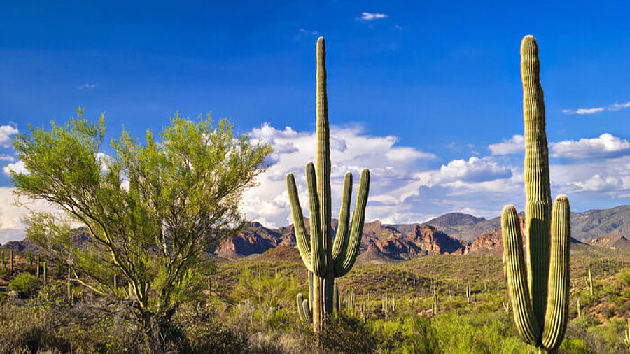 Sonoran Wüste mit Saguaro Kaktus