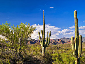 Sonoran Wüste mit Saguaro Kaktus