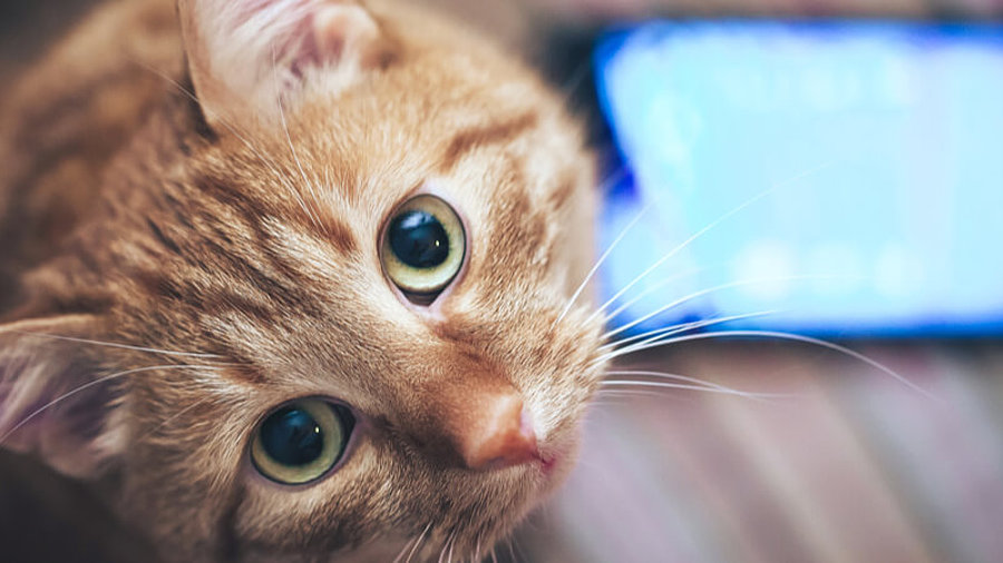 Katze und Smartphone-Display