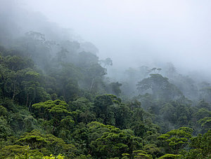 Wolkenbildung in brasilianischem Amazonas Regenwald