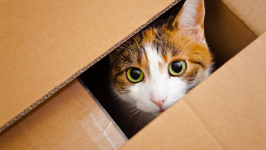 Katze im Paket