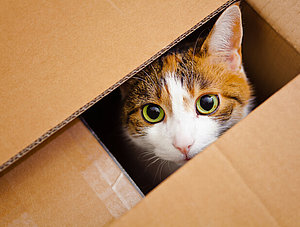 Katze im Paket