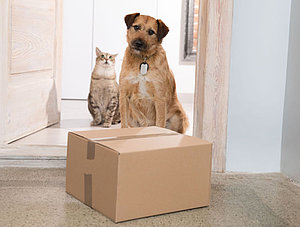 Hund und Katze mit Paket