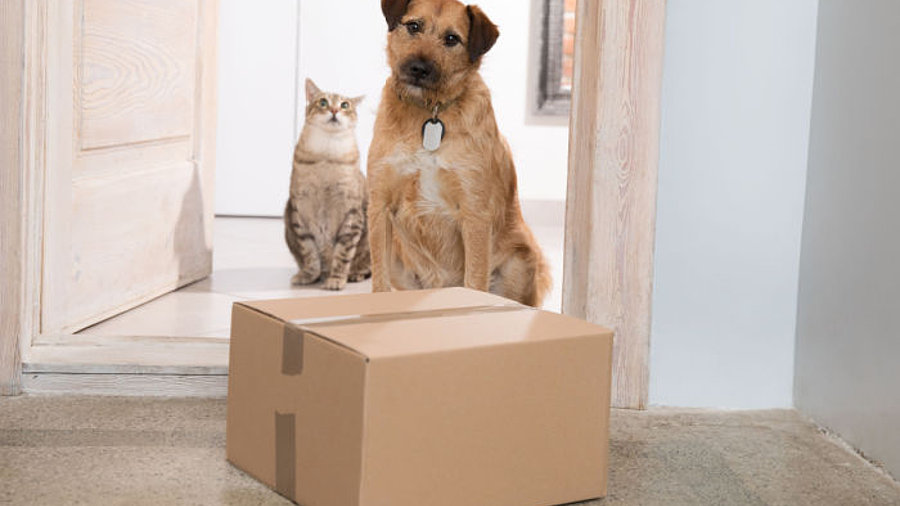 Hund und Katze mit Paket