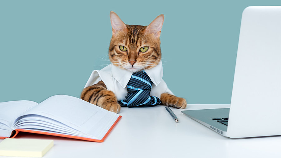 Katze im Anzug sitzt am Schreibtisch