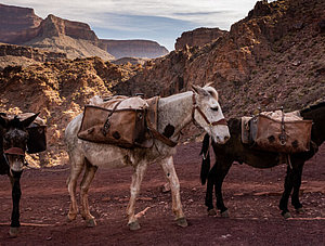 Mulis im Grand Canyon, United States