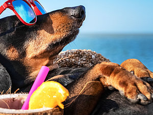 Dackel macht Urlaub am Strand und trinkt einen Mocktail aus einer Ananas