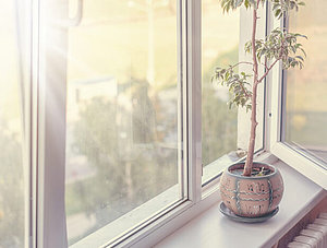 Luftqualität: Pflanze an offenem Fenster