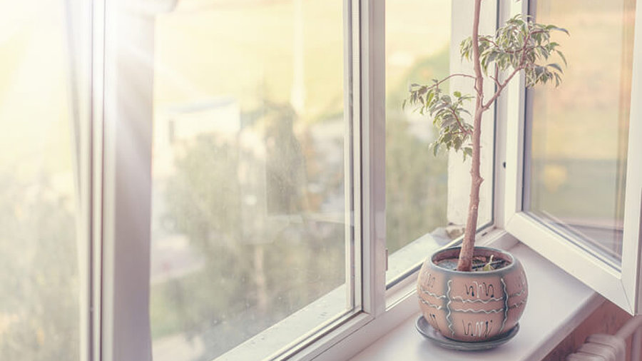 Luftqualität: Pflanze an offenem Fenster