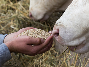 K&uuml;he denen Futtermittel vorgehalten wird