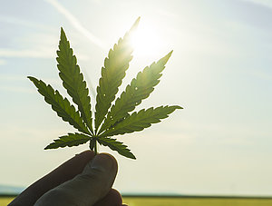 Hand h&auml;lt Cannabis-Blatt ins Sonnenlicht