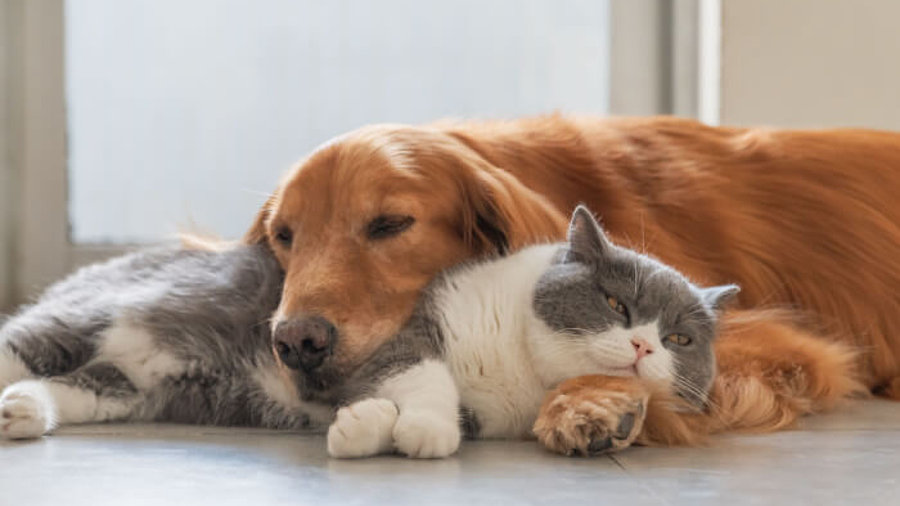 Hund und Katze kuscheln