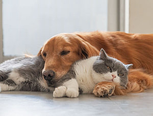 Hund und Katze kuscheln