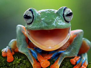 L&auml;chelnder Frosch