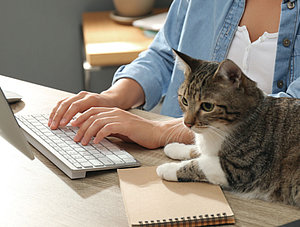 Homeoffice mit Katze