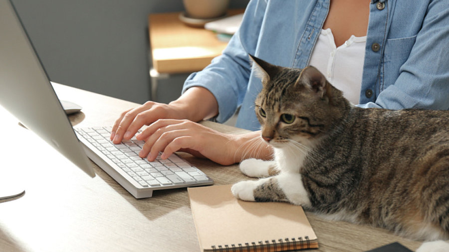 Homeoffice mit Katze