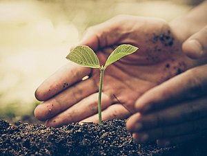 Baum wird gefplanzt