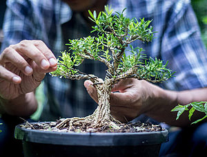 Pflanze: Hände an einem Bonsai