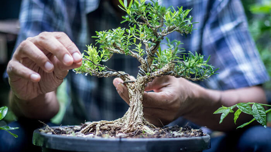 Pflanze: Hände an einem Bonsai