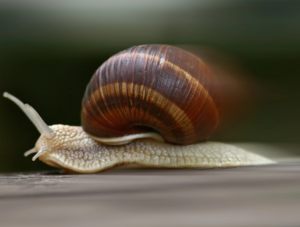 Schnelle Schnecke