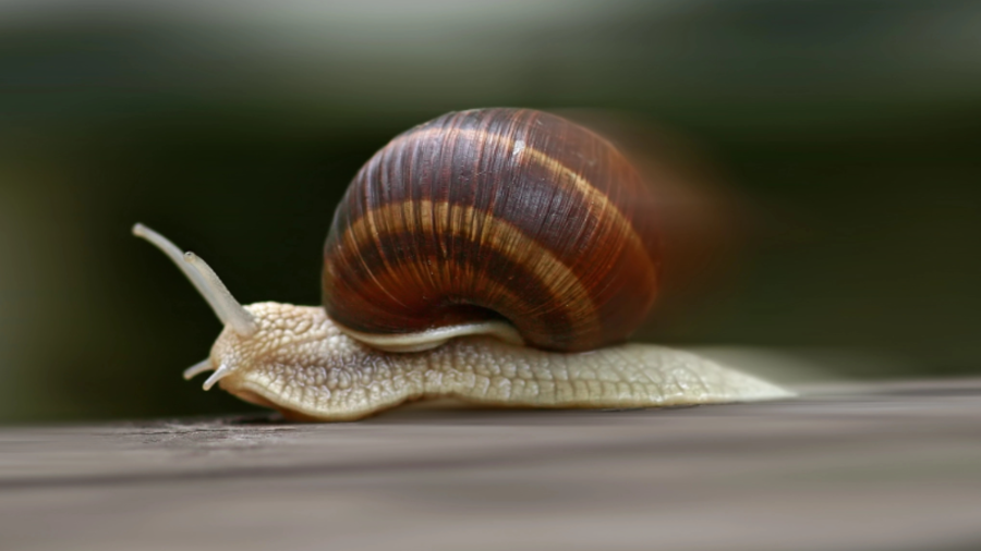 Schnelle Schnecke