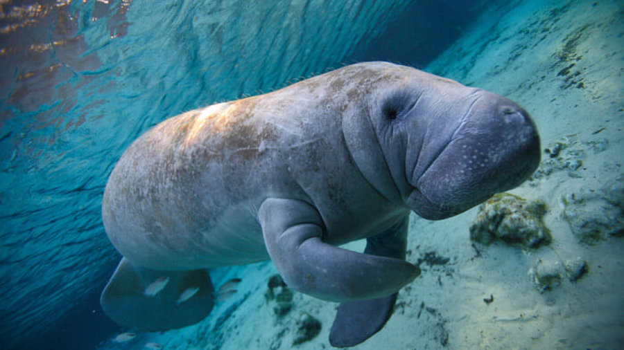 Seekuh schwimmt im Meer