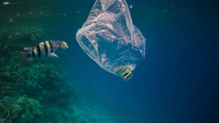 Fische um Plastiktüte