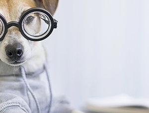 Hund mit Hoody und Brille, der am Rechner Hundesachen erledigt.