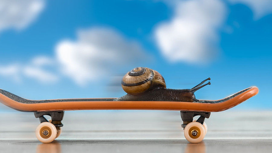 Schnecke auf Skateboard