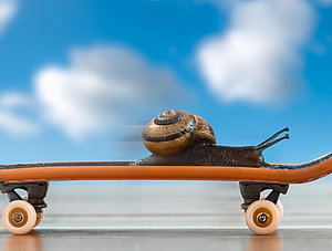 Schnecke auf Skateboard