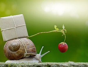 Schnecke mit Paket