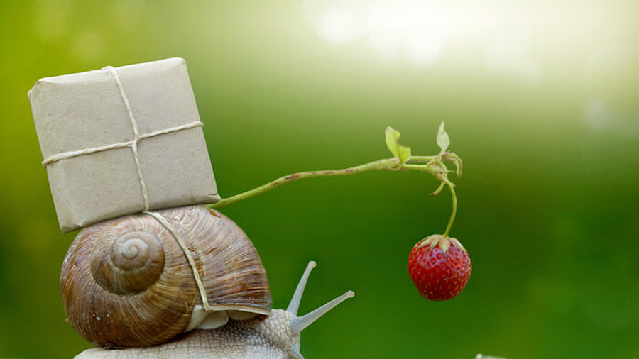 Schnecke mit Paket