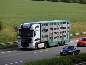 Tiertransporter auf Autobahn