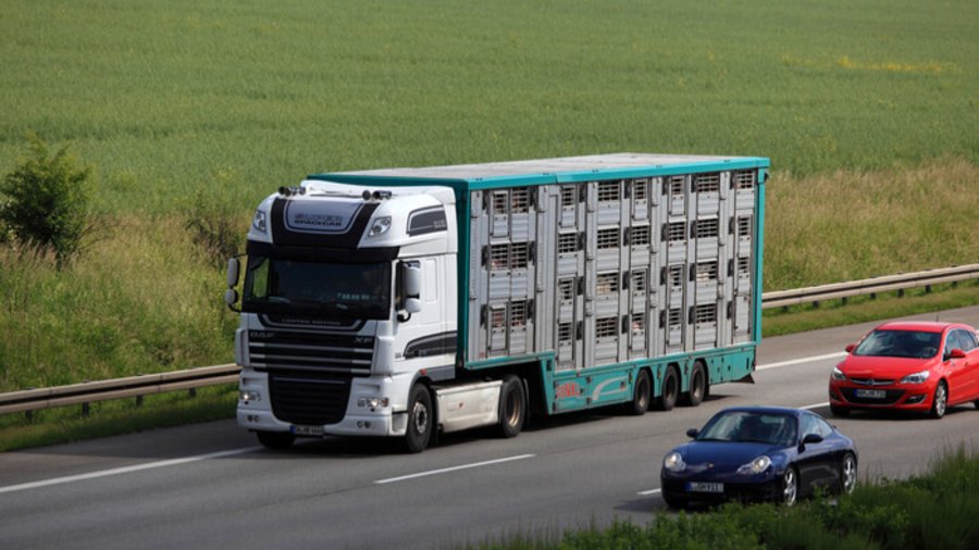 Tiertransporter auf Autobahn