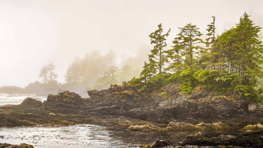 Kanadische Wildnis: Küste an der Westküste von Vancouver Island im Nebel