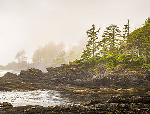 Kanadische Wildnis: Küste an der Westküste von Vancouver Island im Nebel