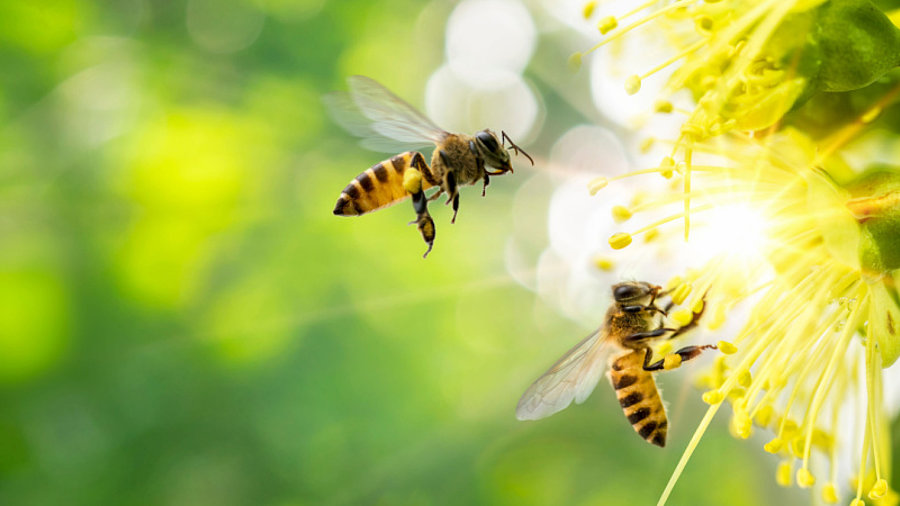 Bienen ernten Nektar