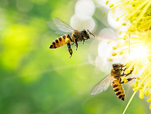 Bienen ernten Nektar