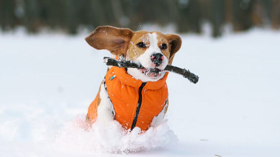 Bekleideter Hund l&auml;uft durch Schnee