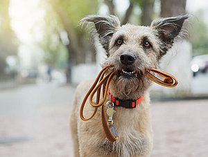 Hund hält Leine in Schnautze.